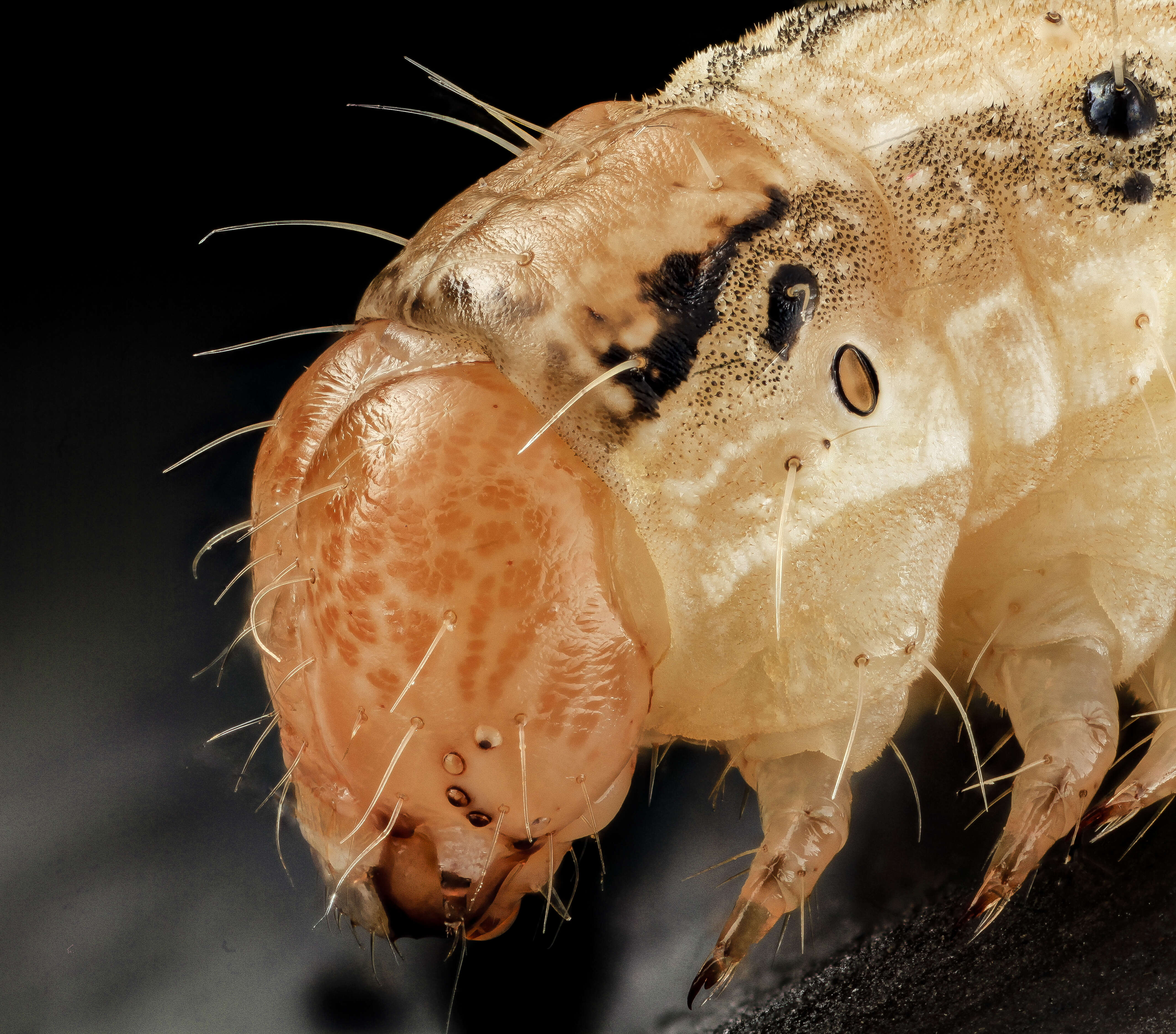 Image of Corn Earworm