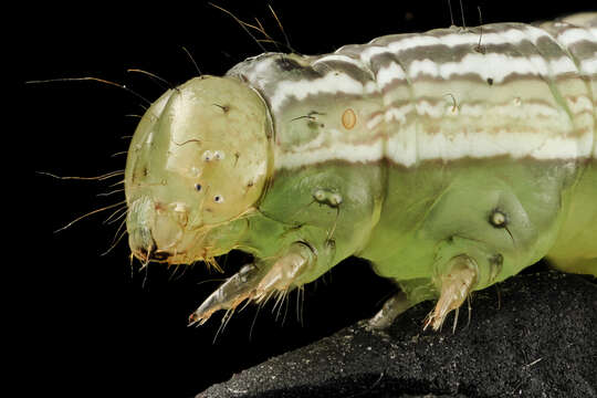 Image of Velvetbean Caterpillar Moth