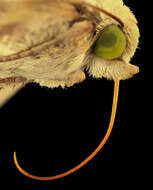 Image of Corn Earworm