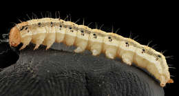 Image of Corn Earworm