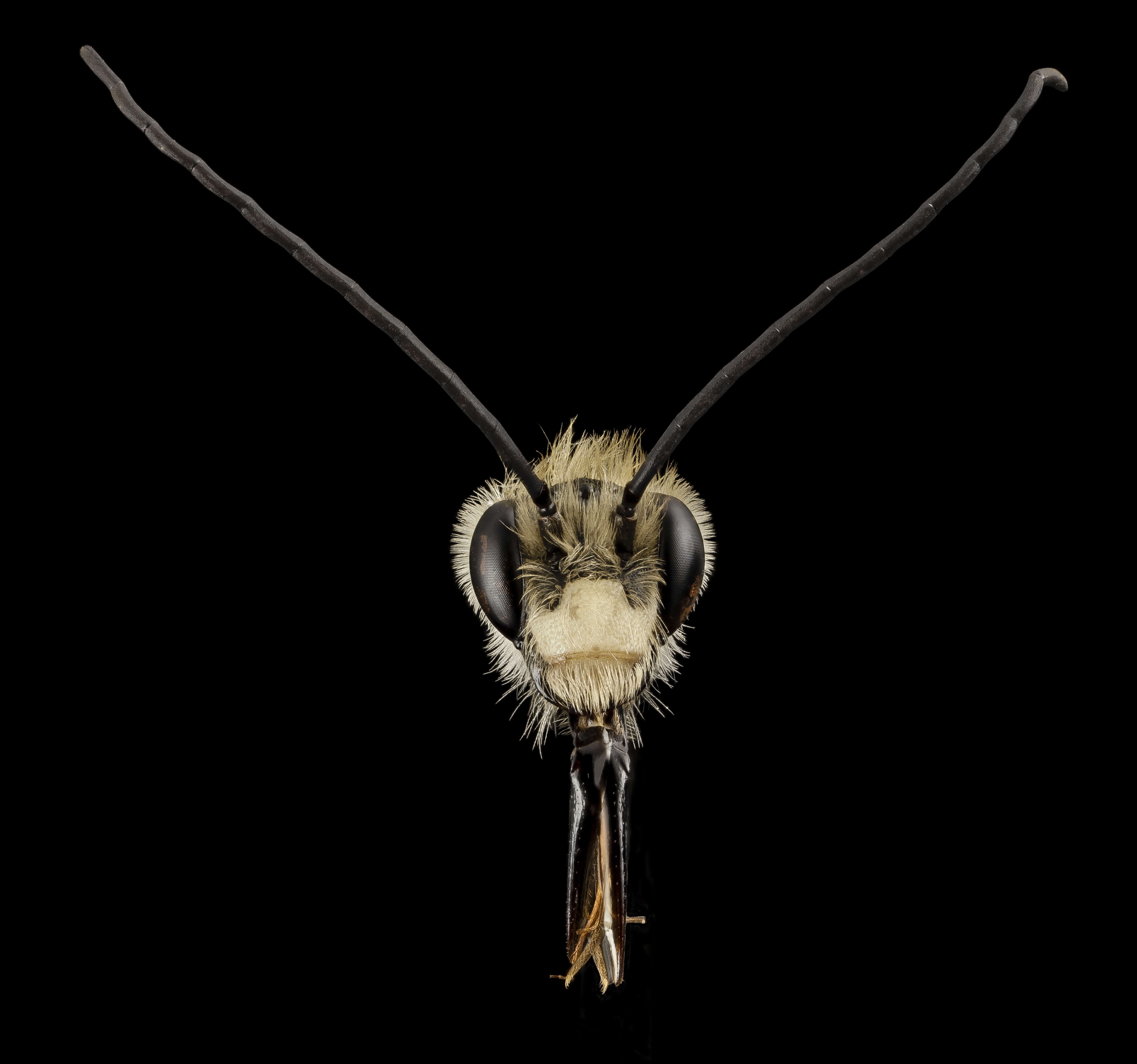 Image de Eucera dubitata (Cresson 1879)