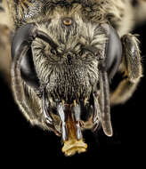 Imagem de Colletes distinctus Cresson 1868