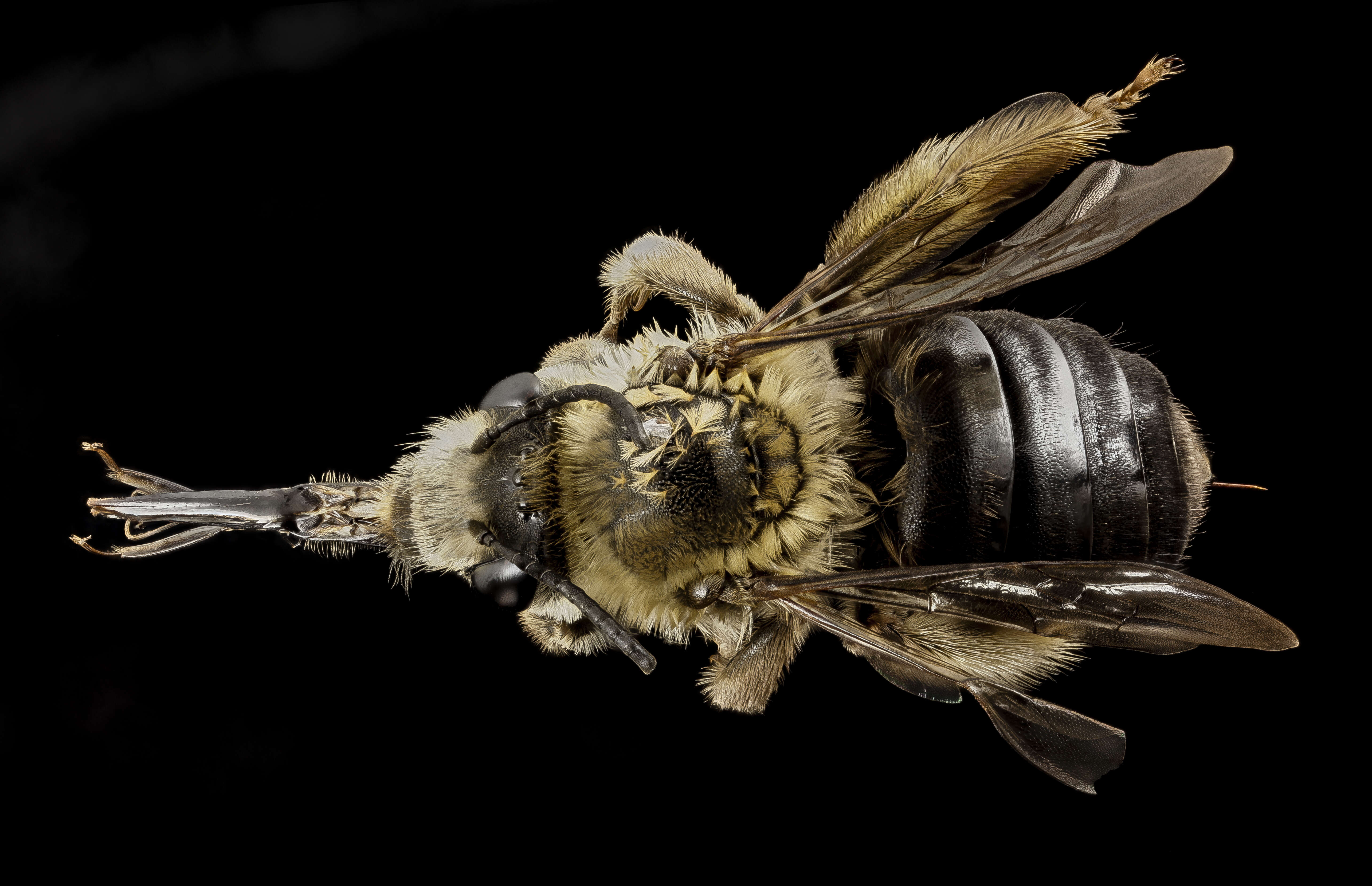 Image de Eucera dubitata (Cresson 1879)