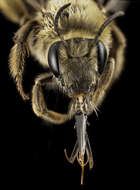 Image de Eucera dubitata (Cresson 1879)