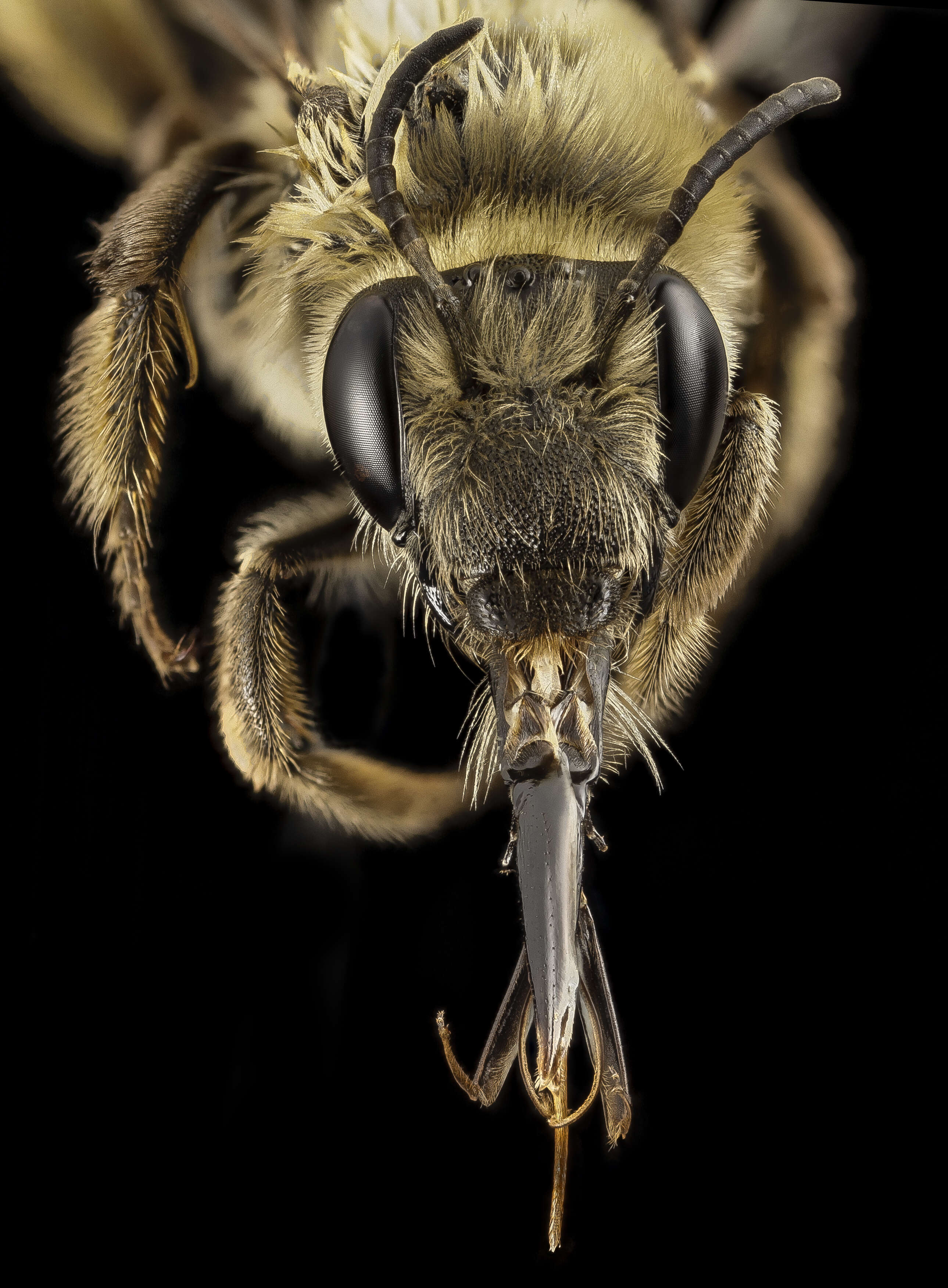 Image of Eucera dubitata (Cresson 1879)