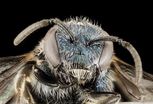 Image of Lasioglossum coeruleum (Robertson 1893)