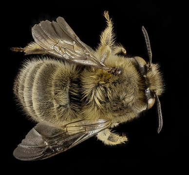 Image of Anthophora crinipes Smith 1854