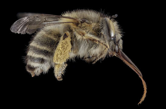 Anthophora crinipes Smith 1854的圖片