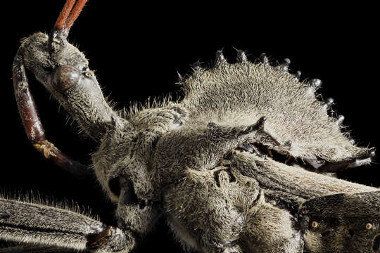 Image of Wheel Bug