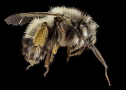 Image of Anthophora rubricrus Dours 1869