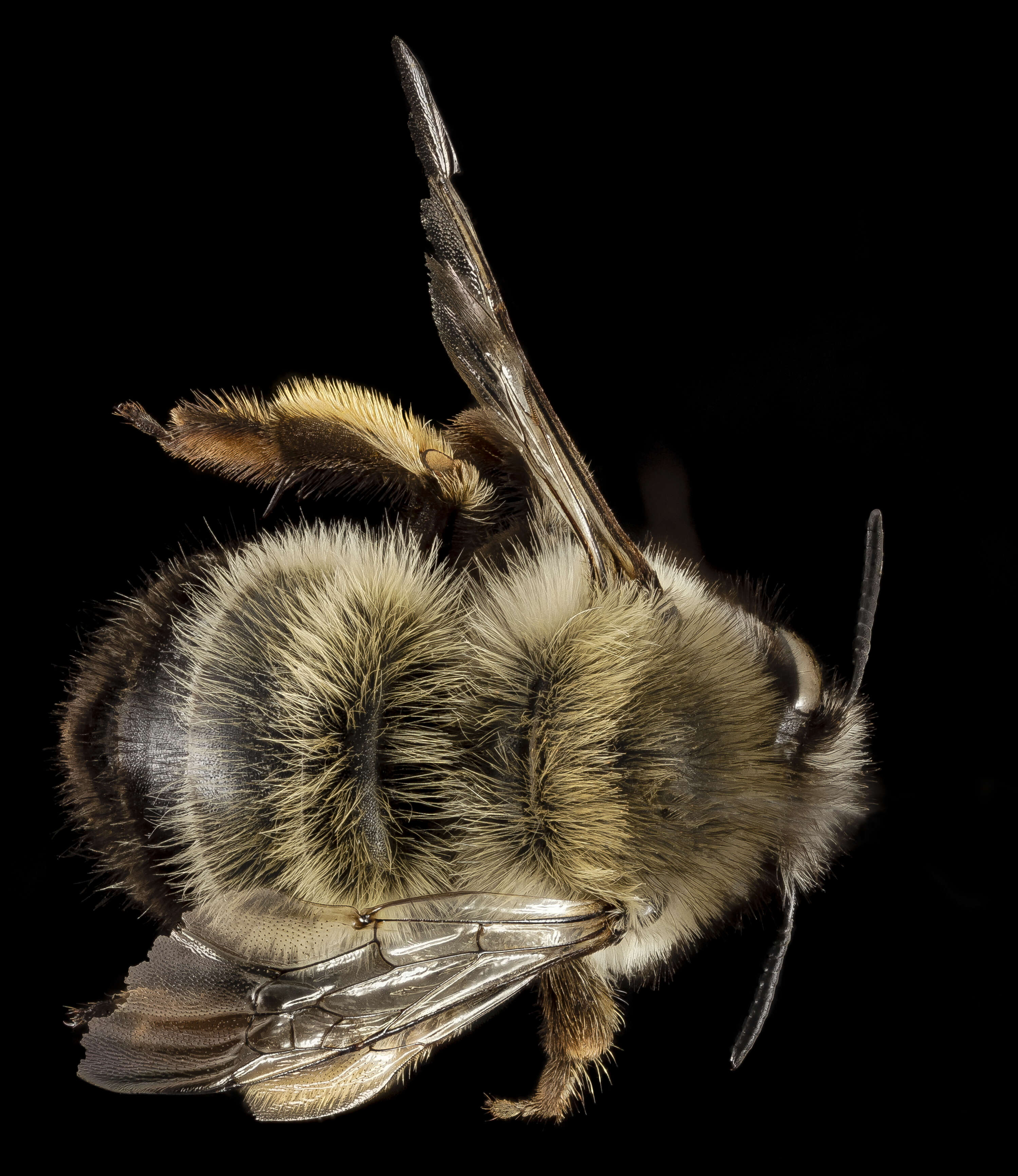 Image of Anthophora rubricrus Dours 1869