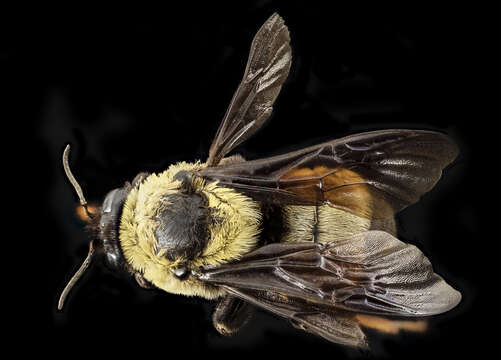 Слика од Bombus fraternus (Smith 1854)