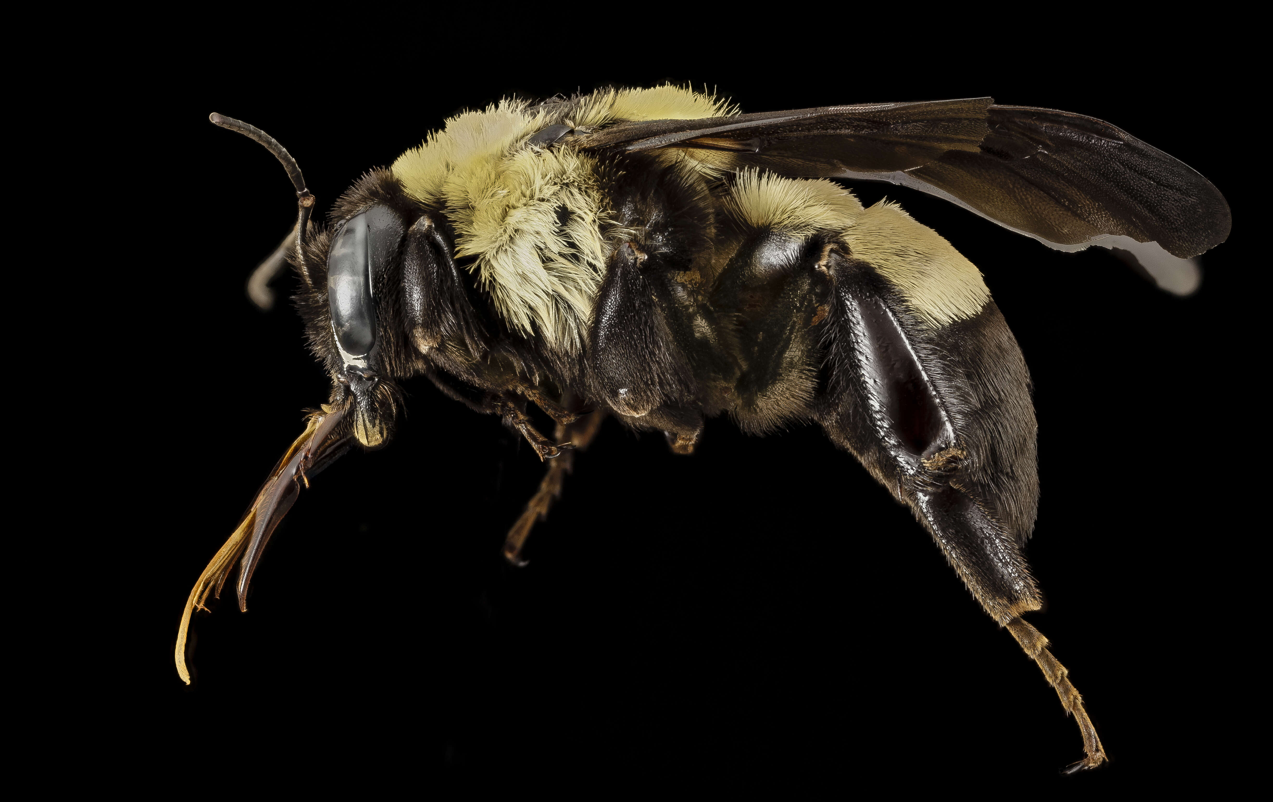 Слика од Bombus fraternus (Smith 1854)