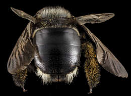 Image of Southern Carpenter Bee