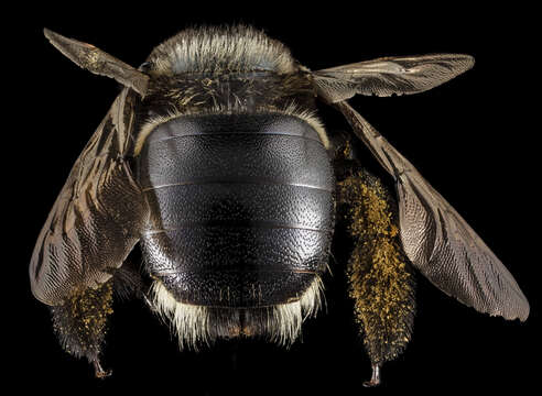 Image de Xylocopa micans Lepeletier 1841