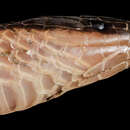 Image of Eastern Worm Snake