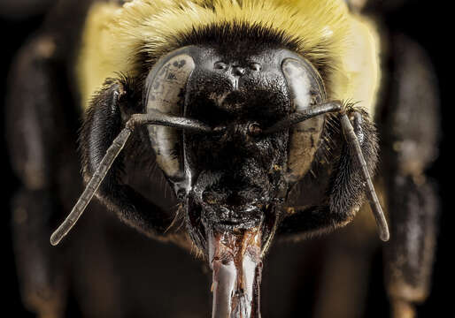 Слика од Bombus fraternus (Smith 1854)