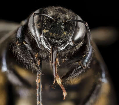 Image de Xylocopa micans Lepeletier 1841