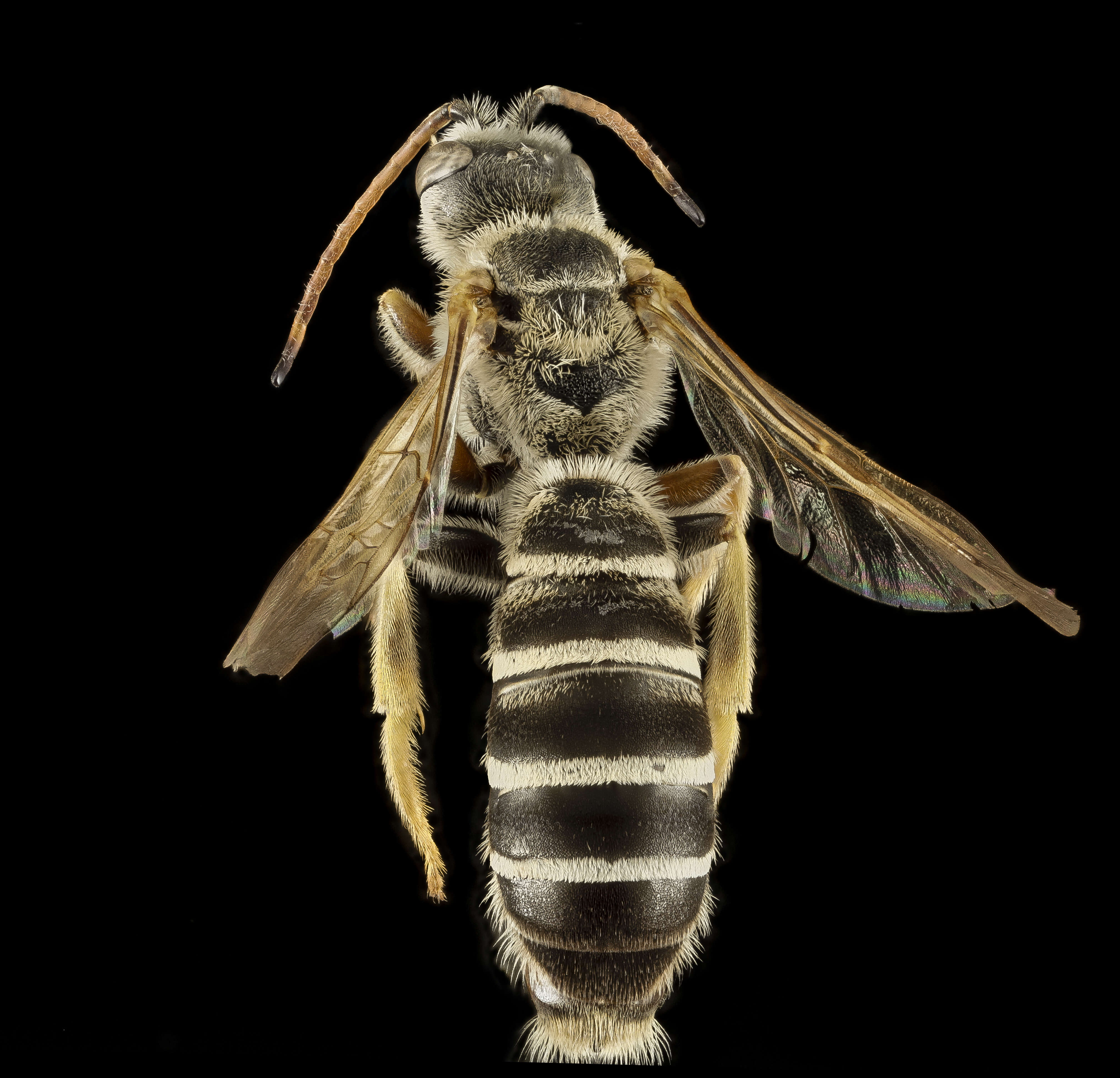 Halictus brunnescens (Eversmann 1852) resmi