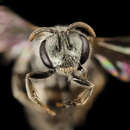 Imagem de Lasioglossum simplex (Robertson 1901)