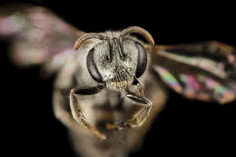 Lasioglossum simplex (Robertson 1901)的圖片