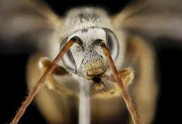 Halictus brunnescens (Eversmann 1852) resmi