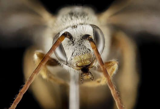 Halictus brunnescens (Eversmann 1852) resmi