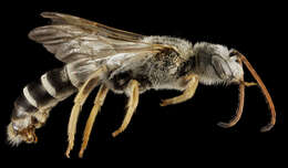 Halictus brunnescens (Eversmann 1852) resmi