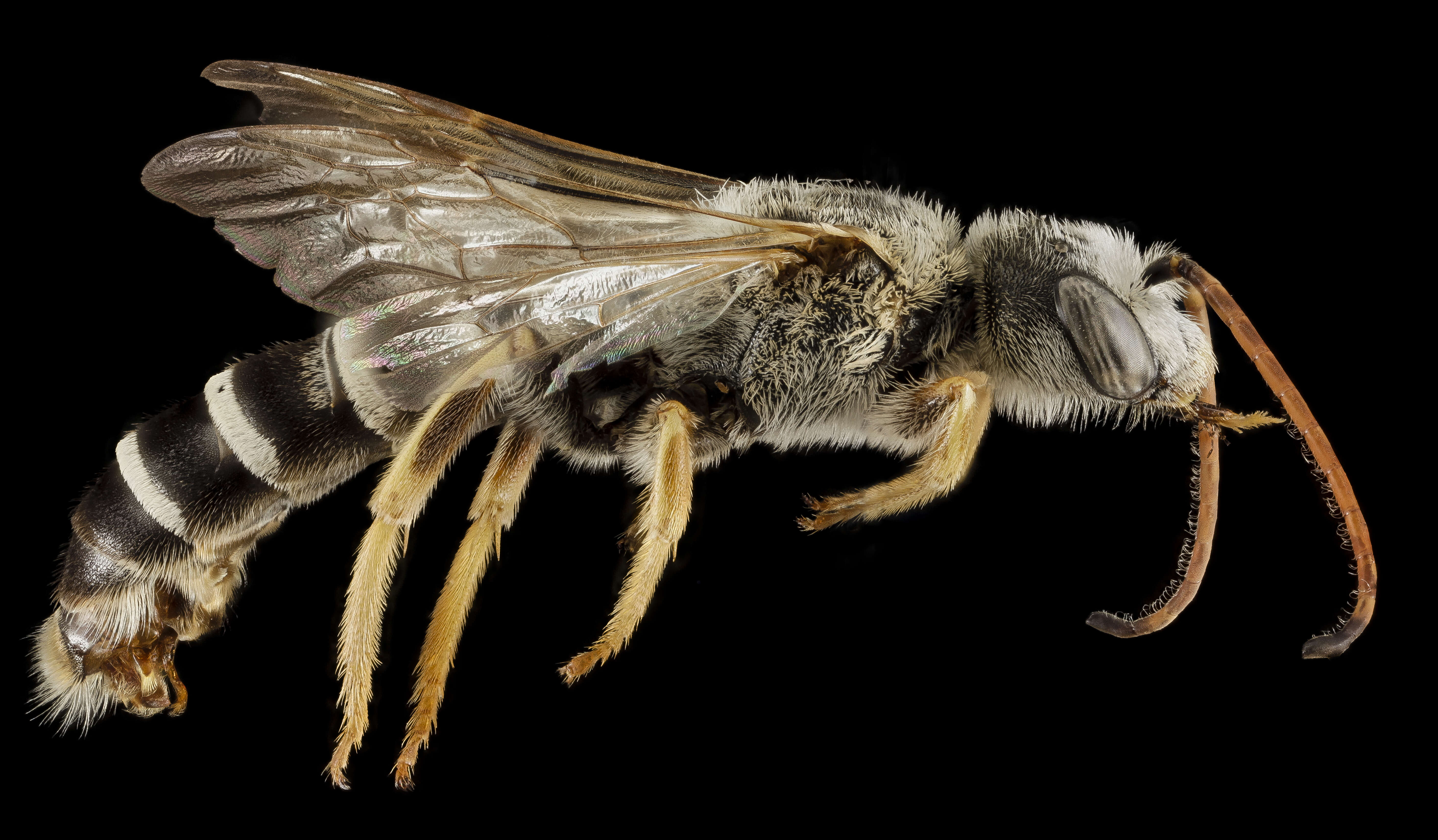 Halictus brunnescens (Eversmann 1852) resmi