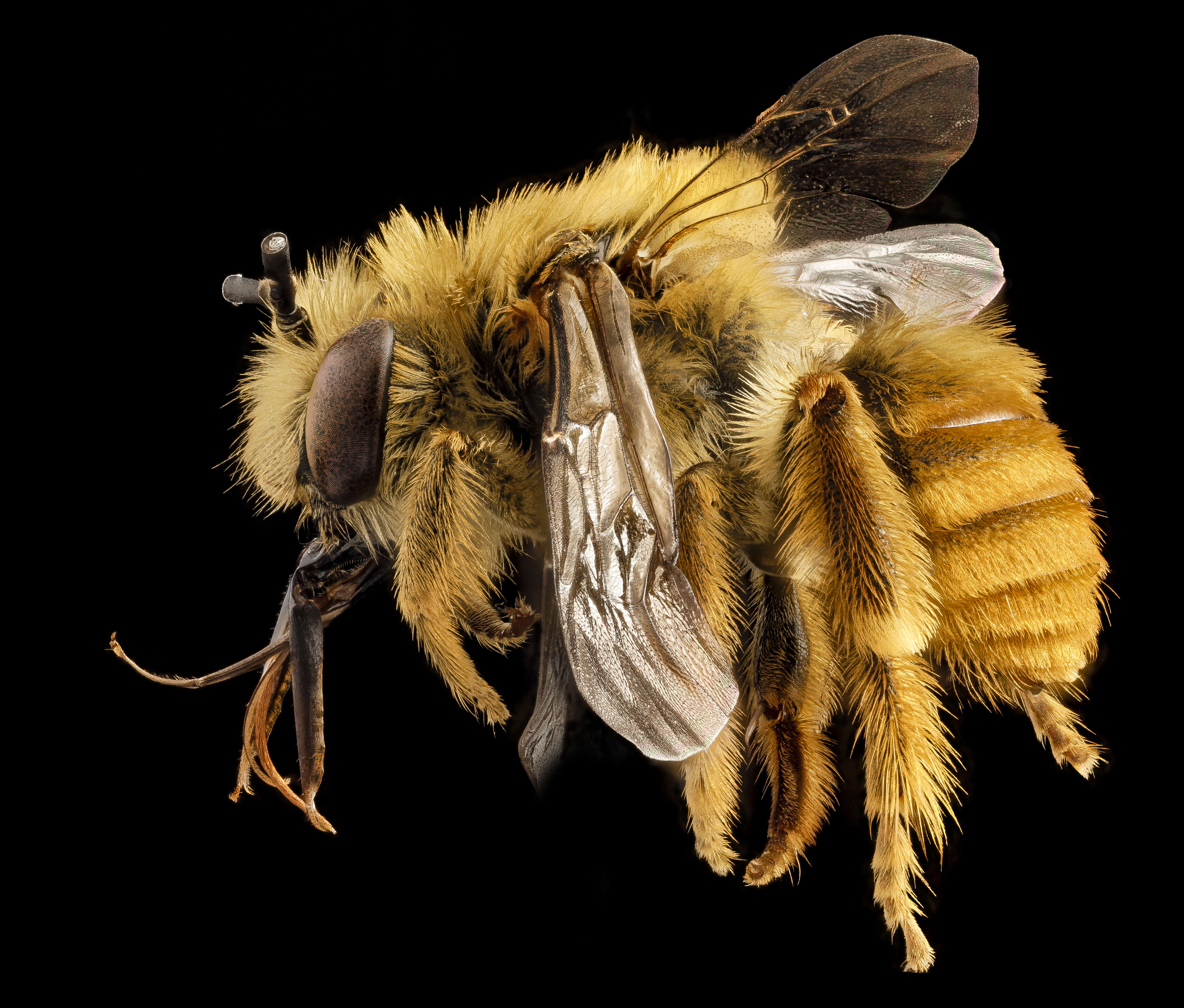 Image of Eucera fulvohirta (Cresson 1879)