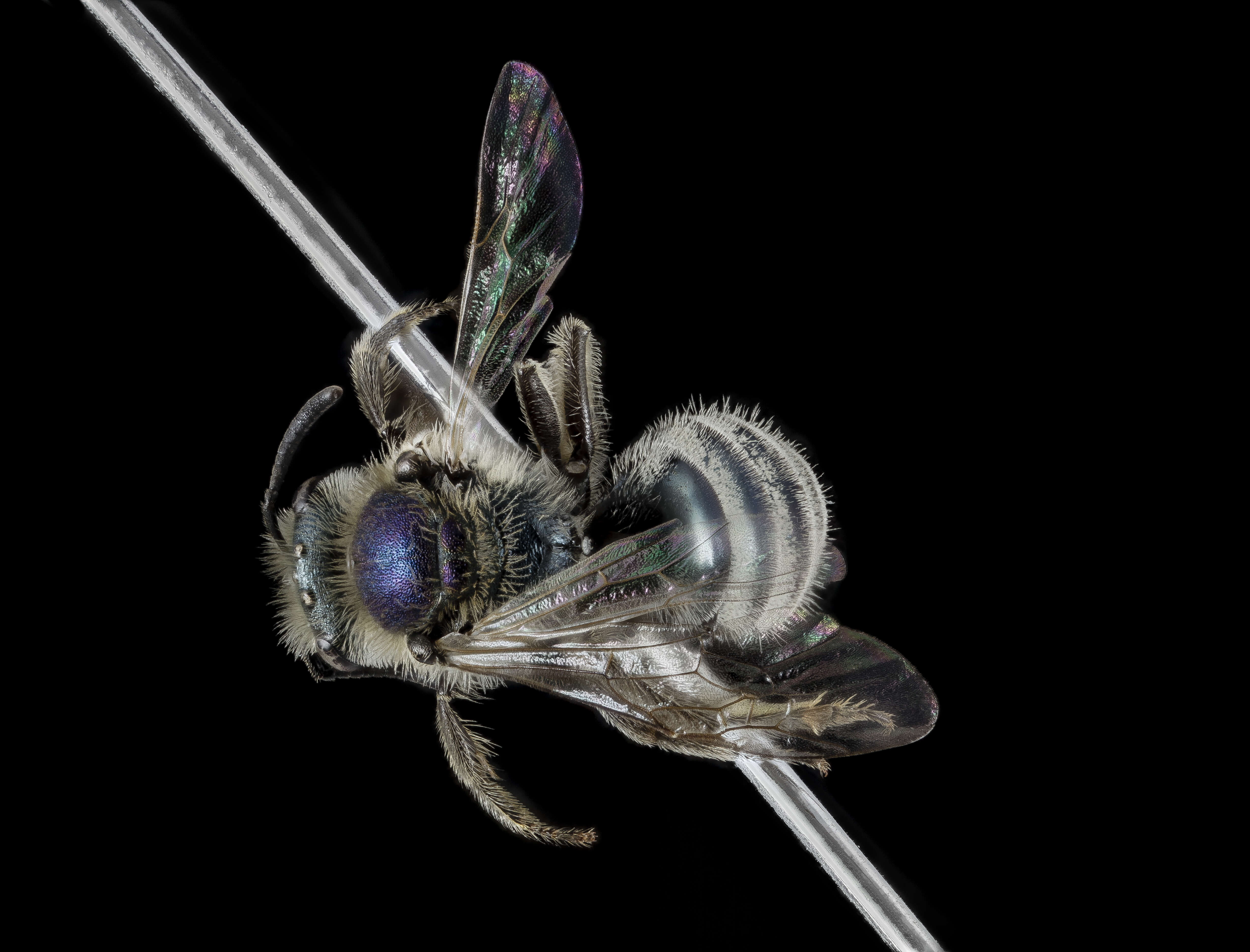 Image of Lasioglossum pavonotum (Cockerell 1925)