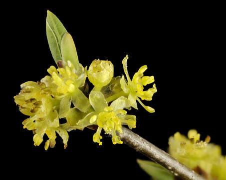 Image of northern spicebush