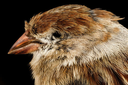 Image of Field Sparrow