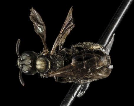 Image of Biota