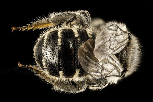 Image of Hairy-fronted Small-Mason