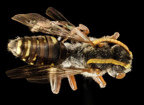 Image of Nomada articulata Smith 1854