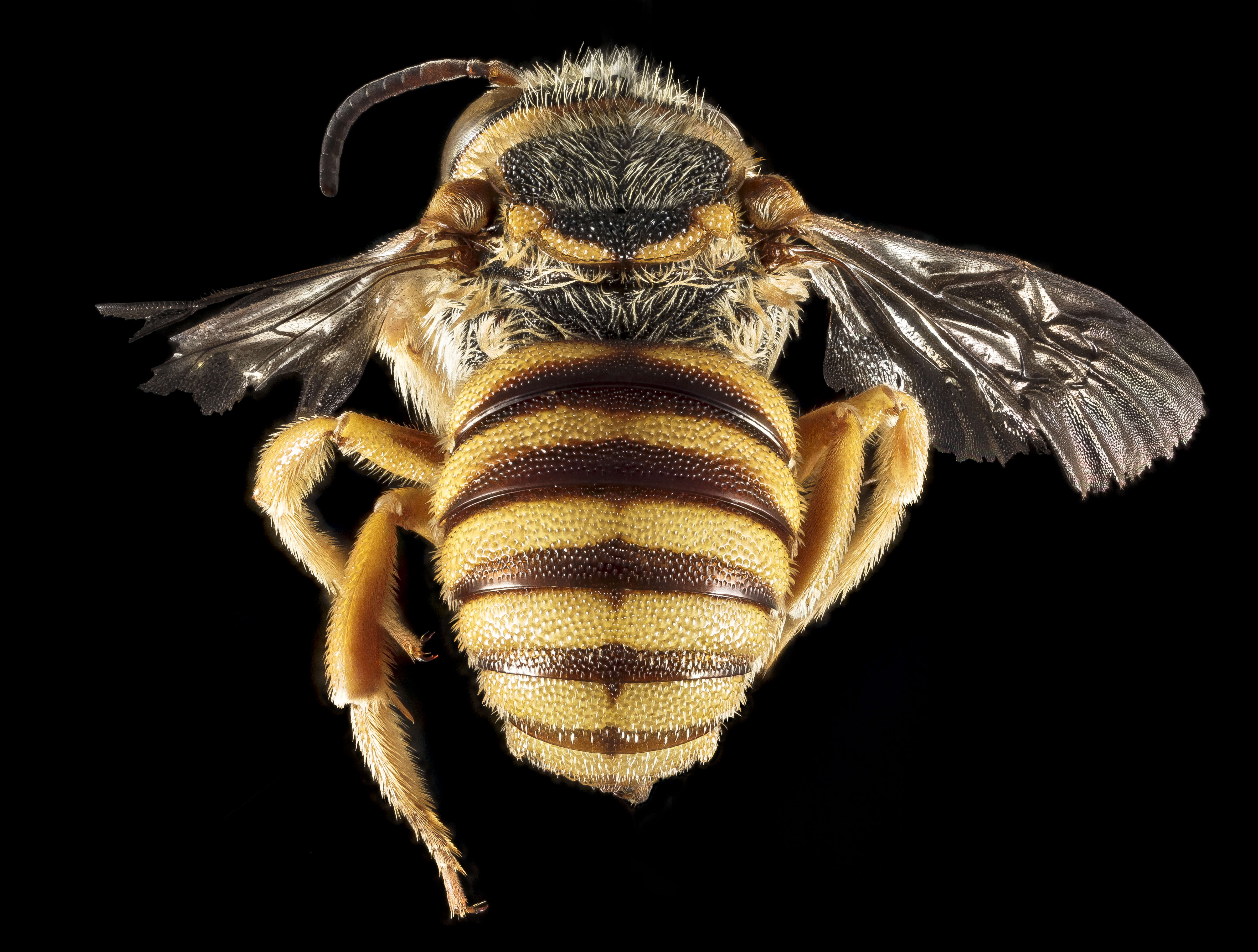 Image of Icteranthidium grohmanni (Spinola 1838)