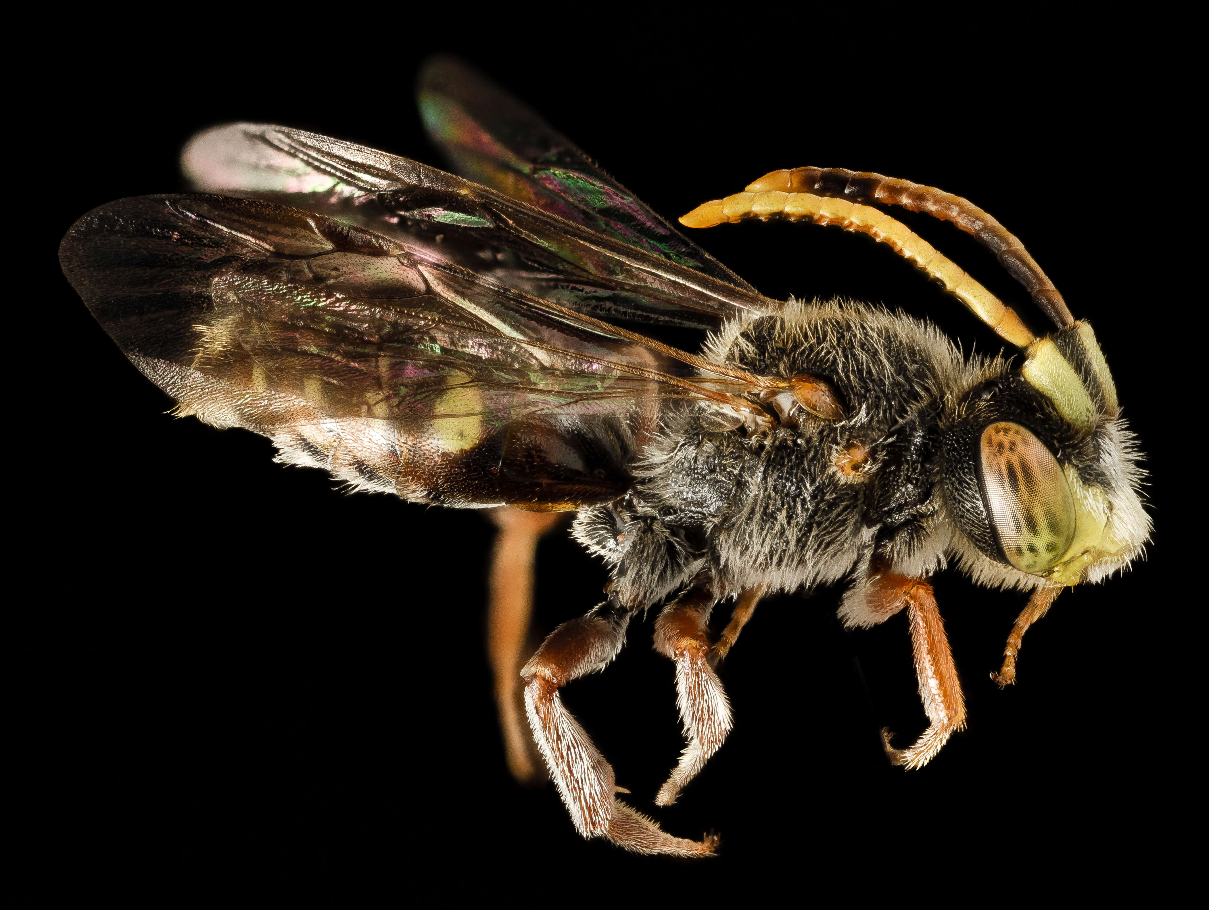 Image of Nomada articulata Smith 1854