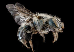 Image of Osmia simillima Smith 1853