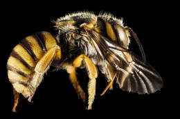 Image de Icteranthidium grohmanni (Spinola 1838)