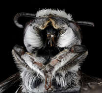 Image of Bellflower Resin Bee