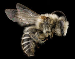 Imagem de Colletes validus Cresson 1868