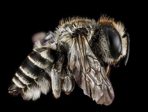 Image of Common Little Leaf-cutter Bee