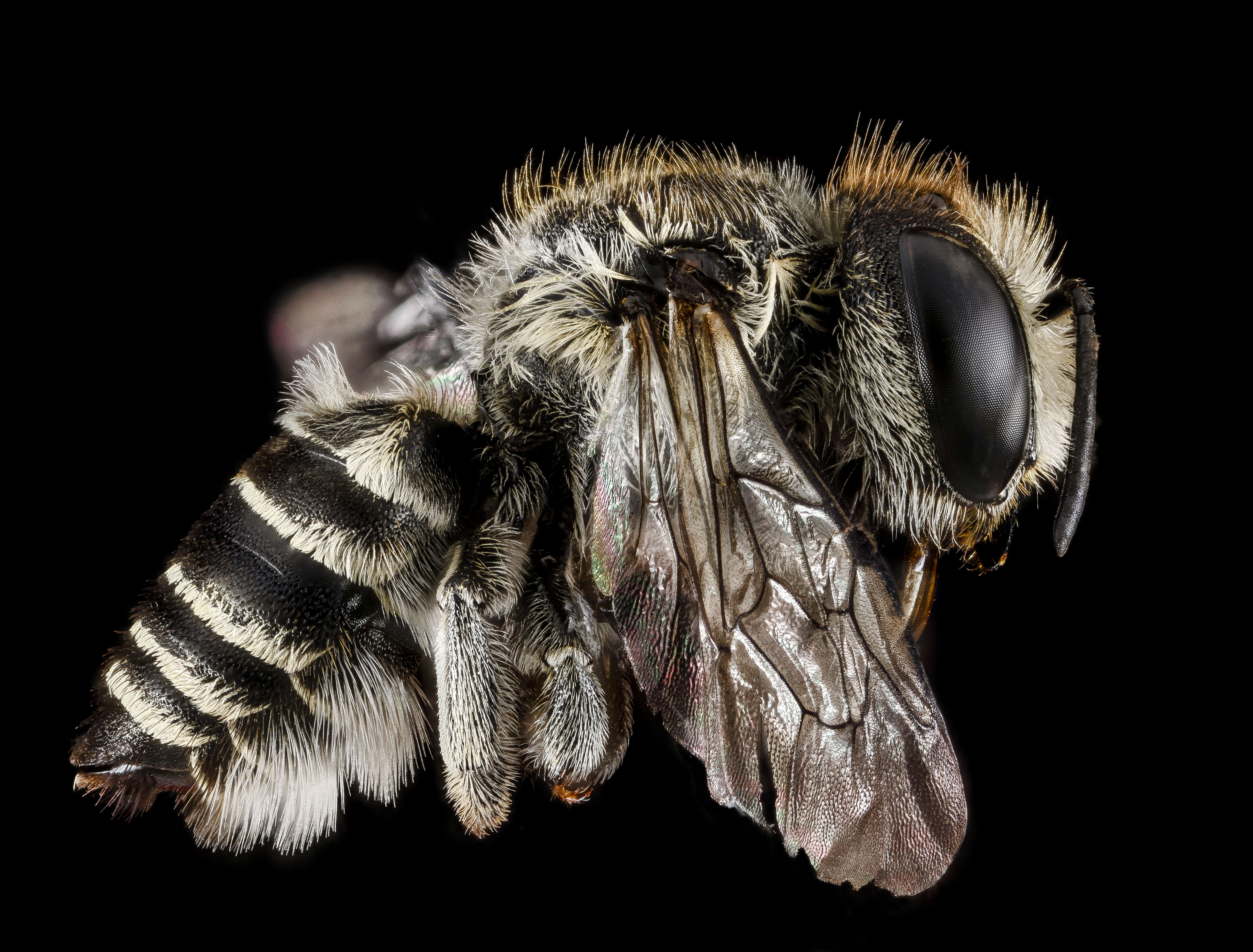 Megachile brevis Say 1837 resmi