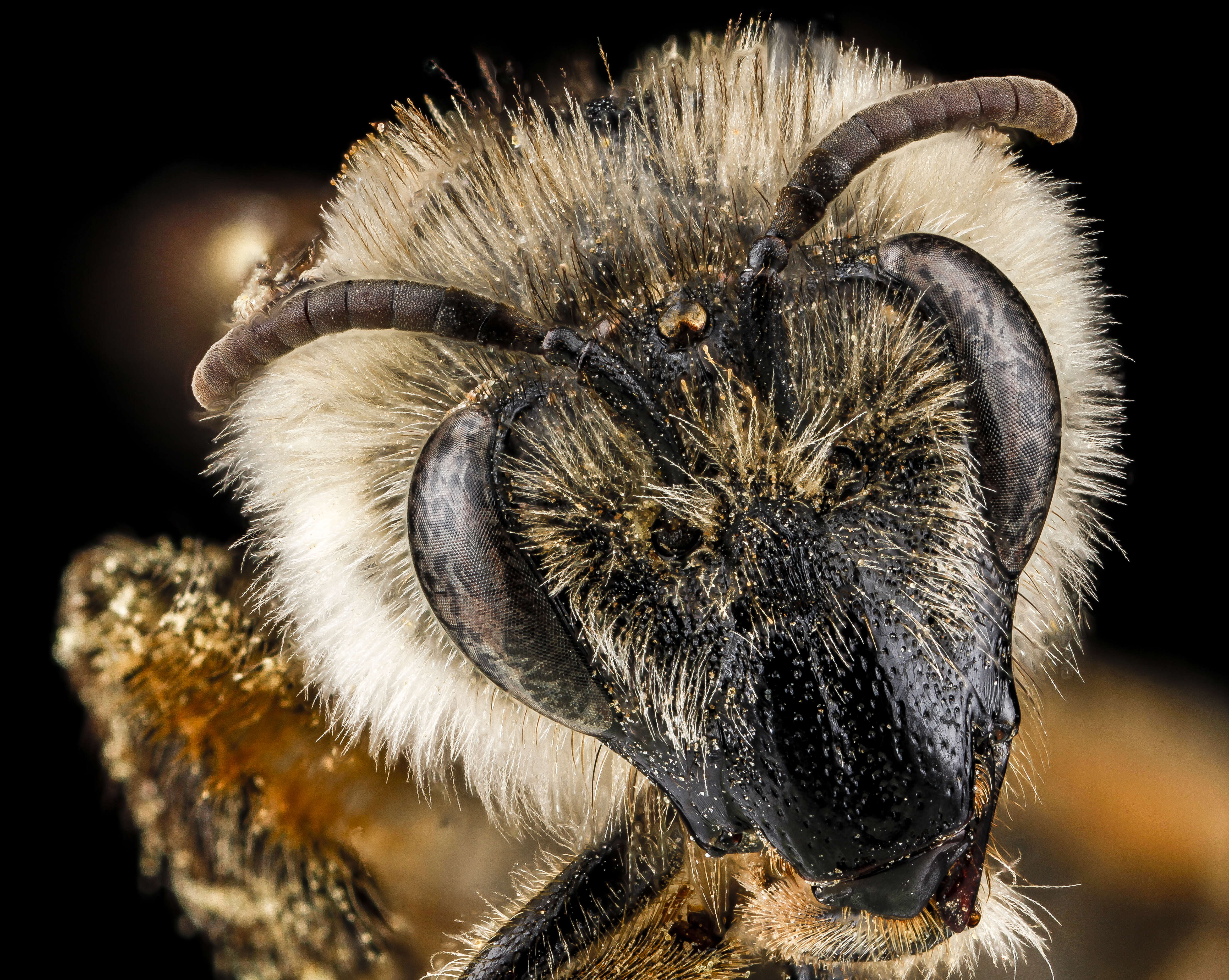 Imagem de Colletes validus Cresson 1868