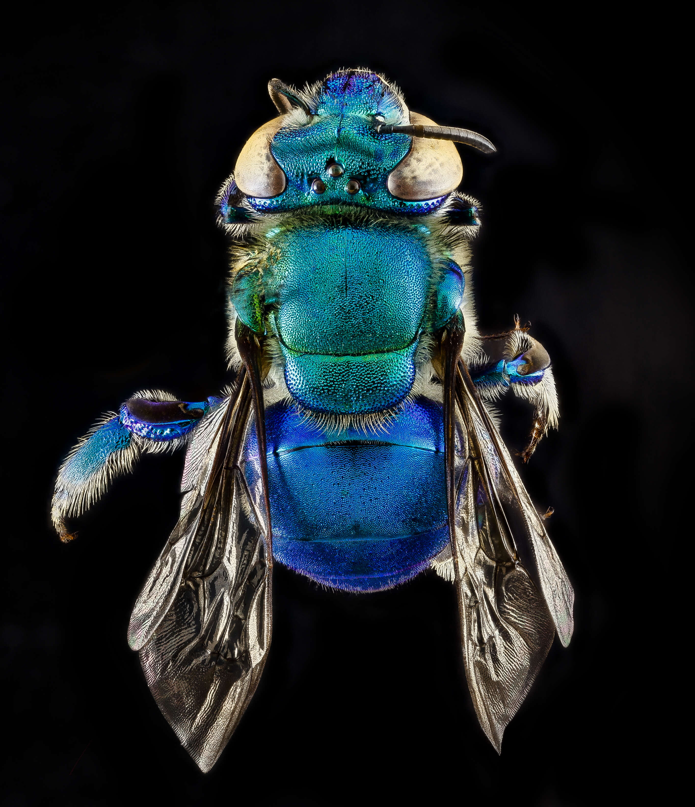 Image of Dilemma Orchid Bee