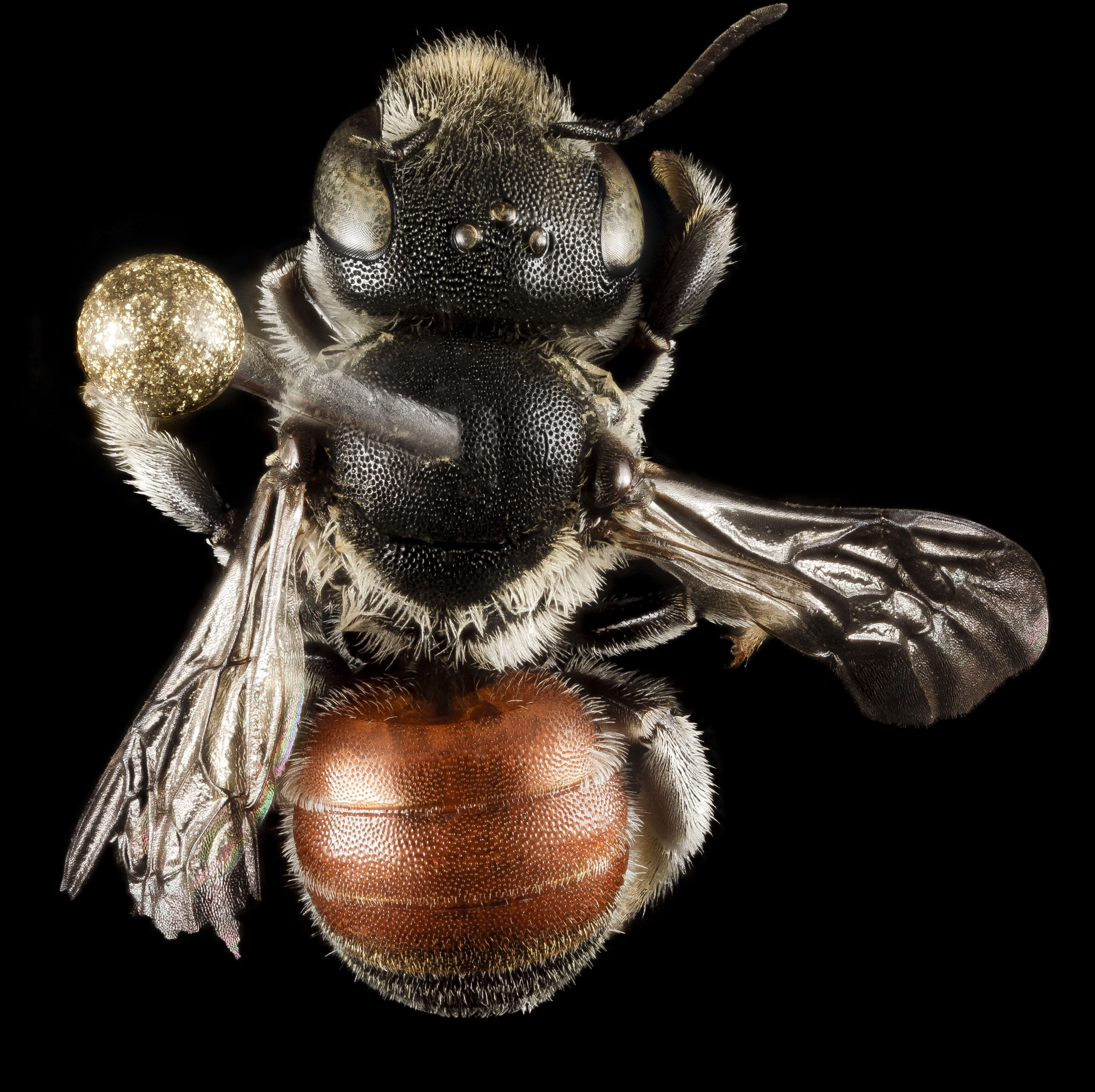 Image of Osmia andrenoides Spinola 1808