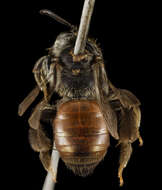 Image of Andrena hybrida Warncke 1975