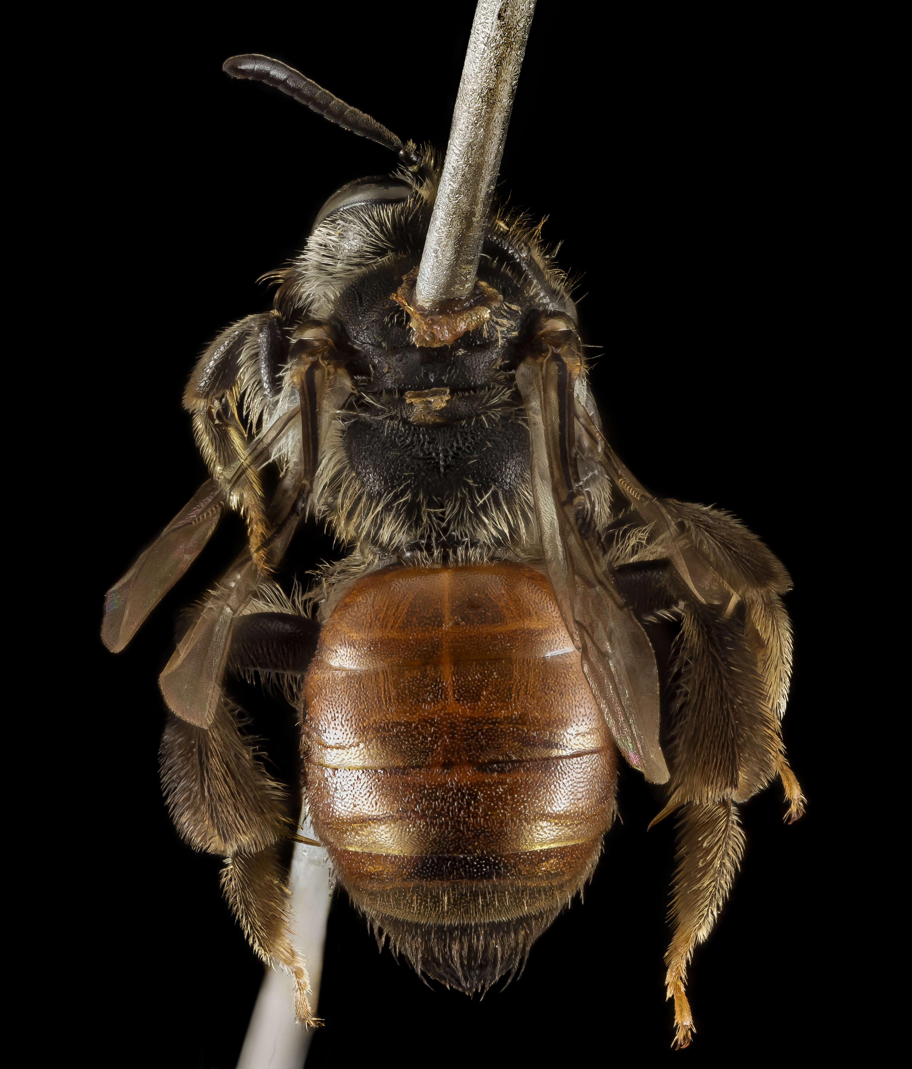 Image of Andrena hybrida Warncke 1975
