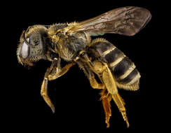 Halictus poeyi Lepeletier 1841的圖片